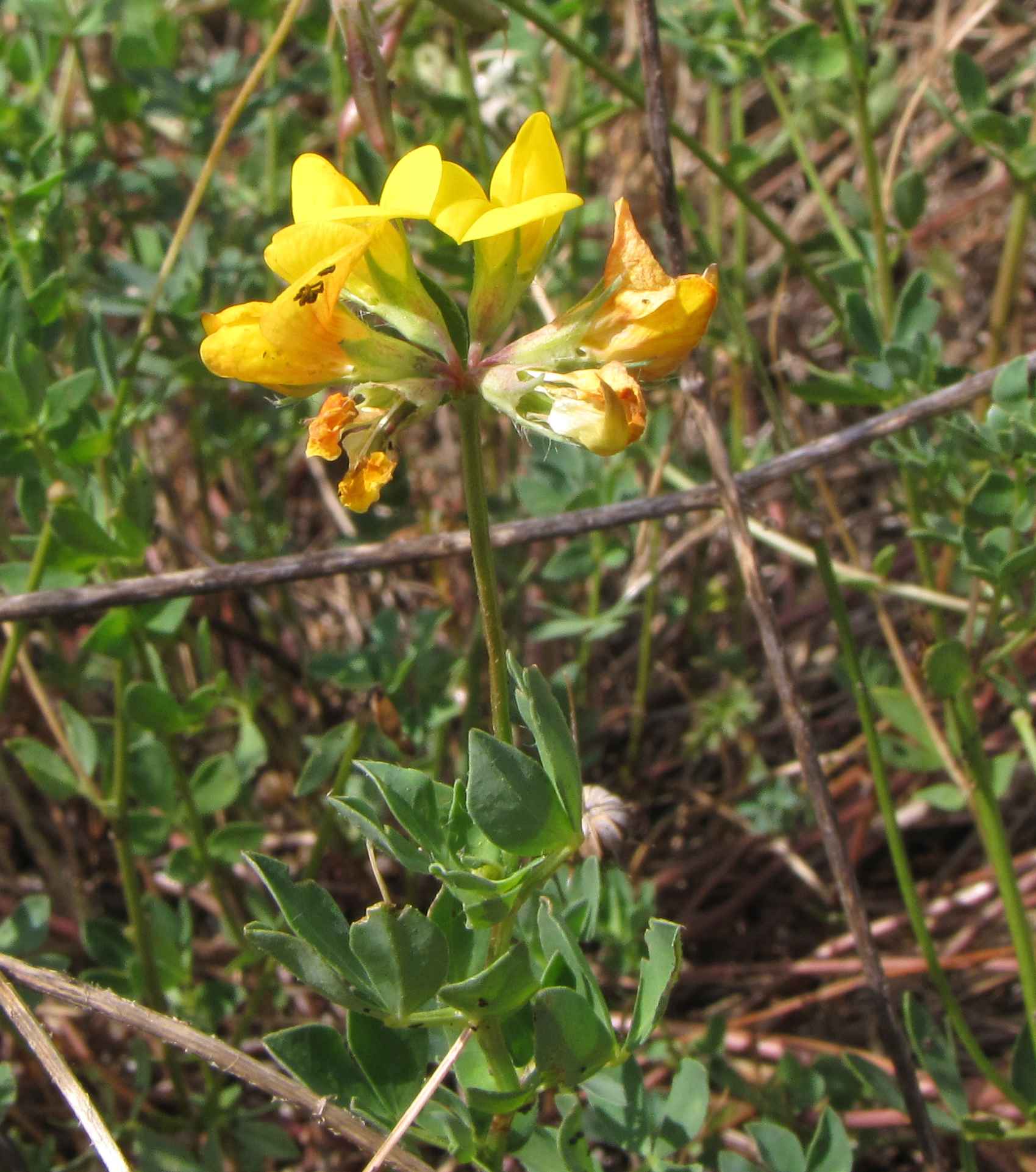 Lotus corniculatus / Ginestrino comune